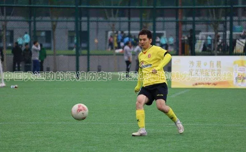 非凡娱乐app百度社团赞助平台中国犬运动的辉煌历史：顶级赛事的魅力与未来趋势